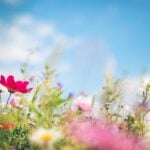 Best plants for spring